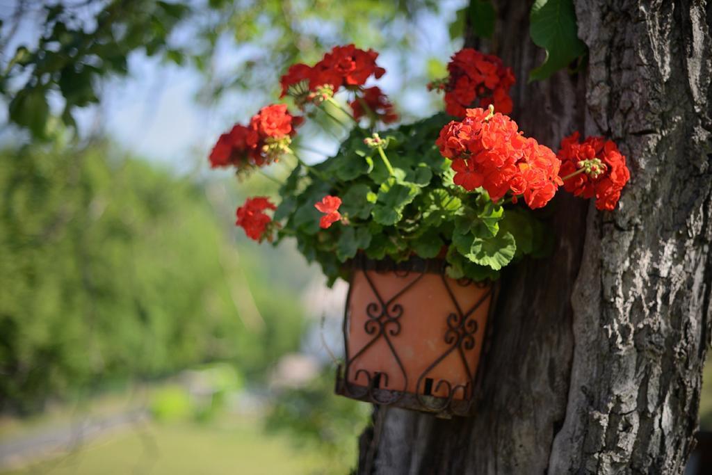 Bed And Breakfast Montino Cene Екстериор снимка